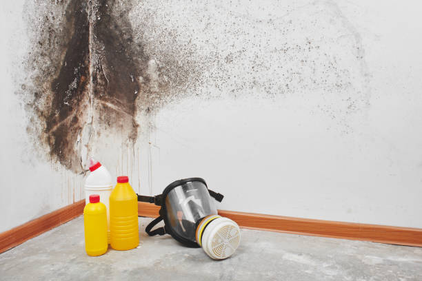 Mold Testing and Removal in North Shore, VA
