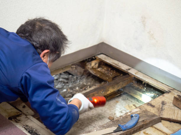 Best Mold Removal Near Me  in North Shore, VA