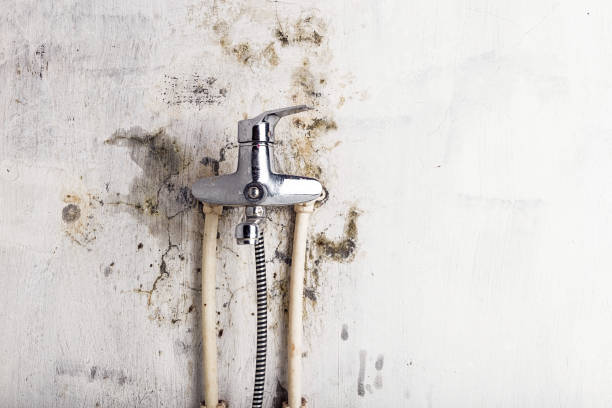 Best Mold Remediation Experts  in North Shore, VA