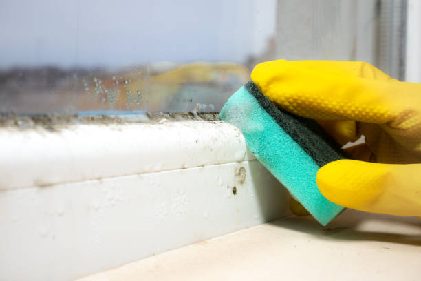 Best Black Mold Removal  in North Shore, VA