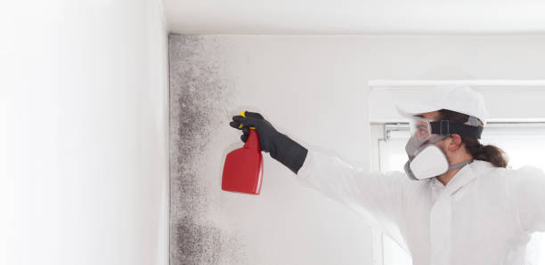 Best Fast Mold Removal  in North Shore, VA