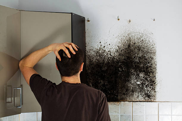 Best Fast Mold Removal  in North Shore, VA