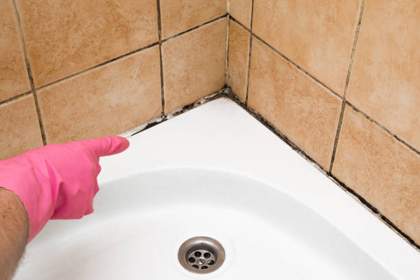 North Shore, VA Mold Removal Company